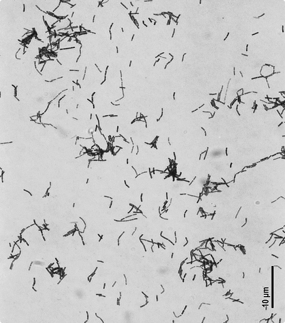 Tu cuerpo, un ecosistema: cómo la microbiota cuida de tu salud (probióticos y prebióticos)